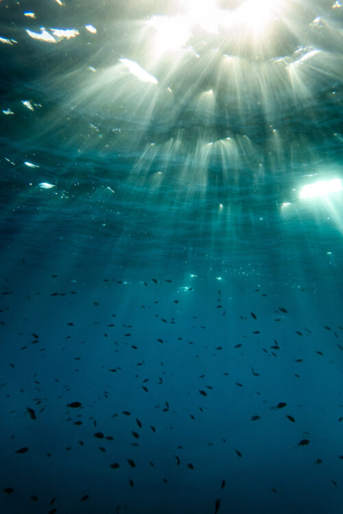 An underwater photograph with sun rays going through the waves and sea surface, shining light on plenty of small fish.
